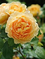 Роза английская Голден Селебрейшен